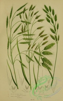british_plants-00041 - 041-Smooth Brome Grass, Taper Field Brome Grass, Spreading Brome Grass, Corn Brome Grass, bromus racemosus, bromus arvensis, bromus patulus, bromus squarrosus
