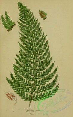 british_plants-00065 - 065-Common Prickly Fern, polystichum aculeatum, polystichum lobatum