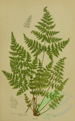 british_plants-00068 - 068-Mountain Bladder Fern, Alpine Bladder Fern, cystopteris montana, cystopteris alpina