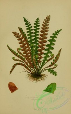 british_plants-00075 - 075-Scaly Spleenwort, ceterach officinarum