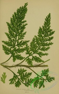 british_plants-00080 - 080-European Bristle Fern, trichomanes radicans