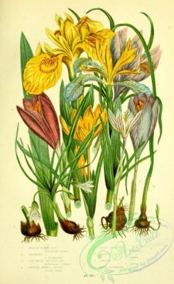 british_plants-00141 - 053-Yellow Water Iris, Stinking Iris, Columnas Trichonema, Purple Spring Crocus, Least Spring Crocus, Golden Crocus, Saffron Crocus, Na