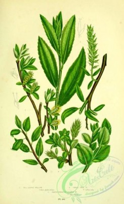 british_plants-00161 - 073-Tea-leaved Willow, Small Tree Willow, Green Whortle-leaved Willow, salix phylicifolia, salix arbuscula, salix myrsinites