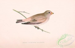 bullfinches-00002 - DESERT TRUMPETER BULLFINCH