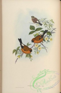 bullfinches-00017 - Orange-coloured Bullfinch