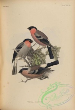 bullfinches-00053 - 071-pyrrhula orientalis