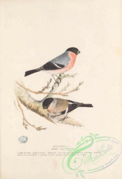 bullfinches-00057 - Bullfinch, pyrrhula vulgaris
