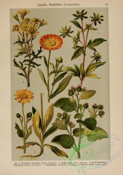burdock-00024 - bidens tripartitus, arnica montana, senecio erucifolius, calendula officinalis, lappa major