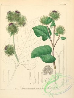 burdock-00035 - lappa intermedia, lappa officinalis