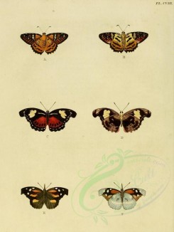 butterflies-02394 - image [1600x2127]
