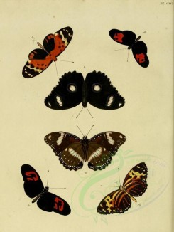 butterflies-02518 - image [1600x2127]