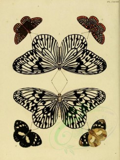 butterflies-02521 - image [1600x2128]