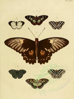 butterflies-02522 - image [1600x2128]