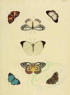 butterflies-02529 - image [1600x2163]