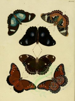 butterflies-02533 - image [1600x2163]