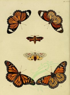 butterflies-02534 - image [1600x2163]