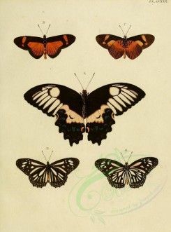 butterflies-02558 - image [1600x2163]