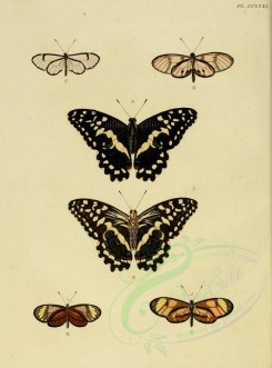 butterflies-02559 - image [1600x2163]