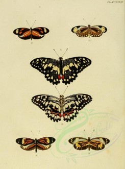 butterflies-02560 - image [1600x2163]