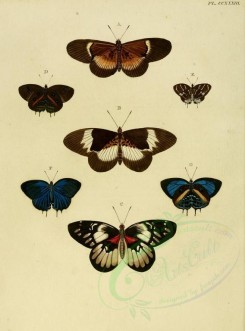 butterflies-02561 - image [1600x2163]
