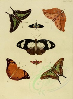 butterflies-02562 - image [1600x2163]