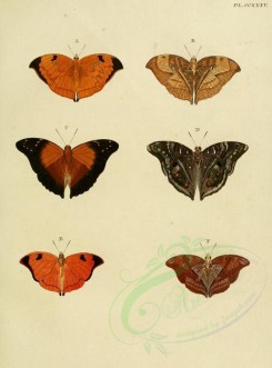 butterflies-02563 - image [1600x2163]