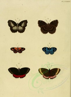 butterflies-02564 - image [1600x2163]