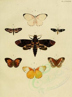 butterflies-02565 - image [1600x2163]