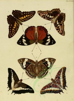butterflies-02569 - image [1600x2163]