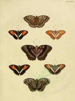 butterflies-02570 - image [1600x2163]