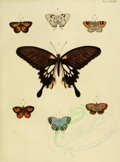 butterflies-02571 - image [1600x2163]
