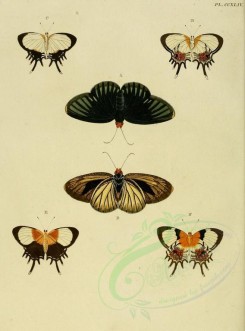butterflies-02572 - image [1600x2163]