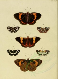 butterflies-02581 - image [1600x2163]