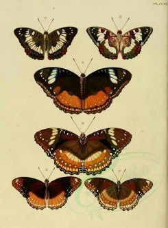 butterflies-02583 - image [1600x2163]