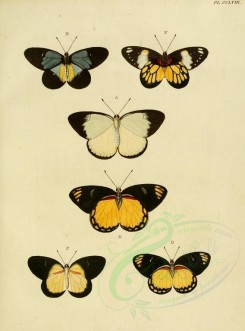 butterflies-02586 - image [1600x2163]