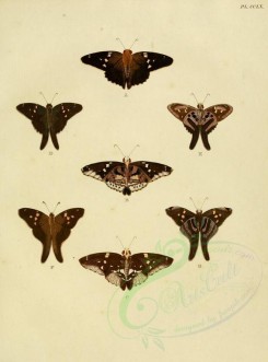 butterflies-02588 - image [1600x2163]