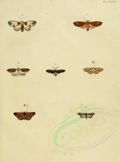 butterflies-02592 - image [1600x2163]