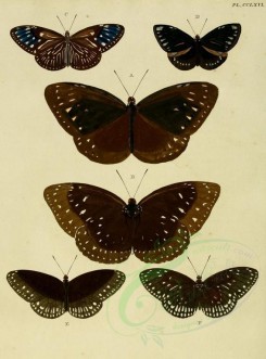 butterflies-02594 - image [1600x2163]