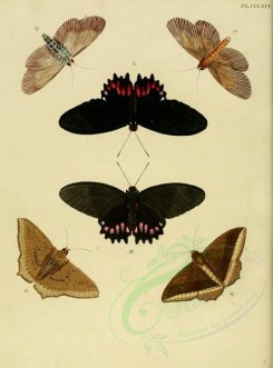 butterflies-02597 - image [1600x2163]