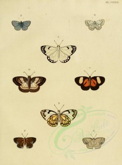butterflies-02598 - image [1600x2163]