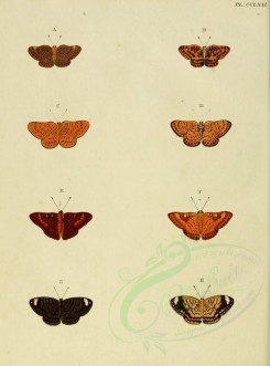 butterflies-02599 - image [1600x2163]
