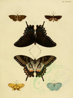butterflies-06388 - image [2459x3271]
