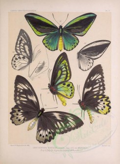 butterflies-08874 - image [3107x4252]