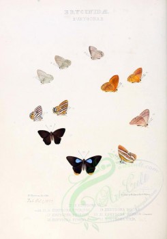 butterflies-09213 - image [2199x3128]