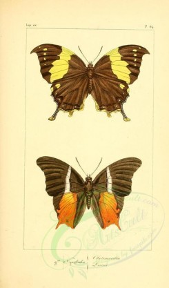 butterflies-10004 - image [1924x3274]