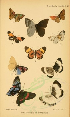 butterflies-10151 - image [1947x3217]