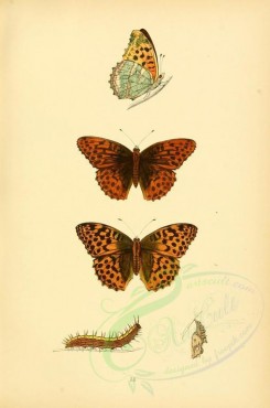 butterflies-10482 - image [1836x2766]