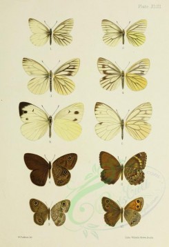 butterflies-11411 - image [2505x3654]