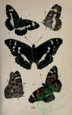butterflies-12497 - 143