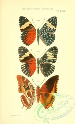 butterflies-12822 - 237